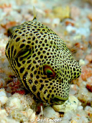 Baby starry puffer by Sean Cooper 